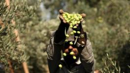 وكالة الغوث ومؤسسات أممية تشارك مزارعين في بيت إكسا قطف ثمار الزيتون