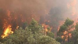 مقتل 25 شخص وإصابة آخرين جراء اجتياح حرائق الغابات شمال الجزائر