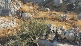 سلفيت: مستوطنون يقطعون 60 شجرة زيتون في بلدة كفر الديك