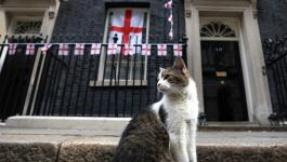 مواجهة بين القط لاري وثعلب في مقر الحكومة البريطانية (فيديو)