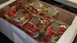 الاحتلال يضبط فراولة غزة