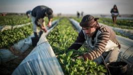 مزارعين في غزة