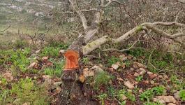 مستوطنون يقطعون 170 شجرة زيتون معمرة في ياسوف والساوية ويغلقون مدخل مردة.jpg