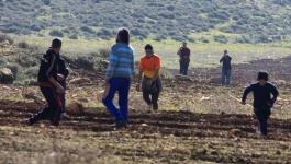 مستوطنون يقتلعون أشتال كرمة من أراضي بلدة الخضر جنوب بيت لحم