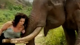 الفيل يستفز المراة