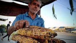 بيع الذرة الصفراء في غزة