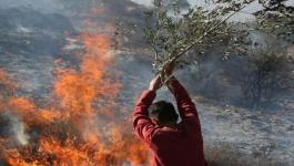 نابلس: مستوطنون يضرمون النار في أراضي قرية بورين 