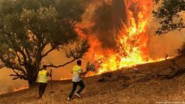 حرائق غابات شمال الجزائر