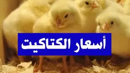 ما هو سعر الكتكوت الابيض اليوم 7 يناير 2015 في مزارع مصر