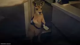 كنغر