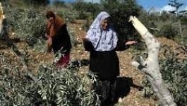 تنزيل (20).jpeg