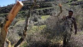 قوات الاحتلال تقتلع أشجاراً شمال بيت لحم.jpg