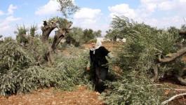 مستوطنون يقطعون أشجار زيتون شمال نابلس