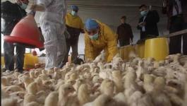 ضبط 5 آلاف دجاجة مهربة من إسرائيل في بيت لحم