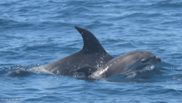  نيوزيلندا : دلفين 