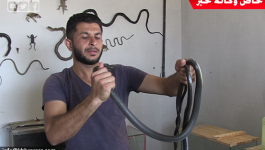 بالفيديو: شاب يُتقن فن تربية وترويض الأفاعي داخل منزله في غزة