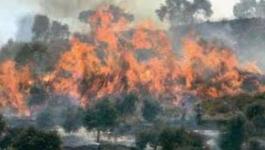 مستوطنون يضرمون النار في حقول الزيتون جنوب نابلس.jpg