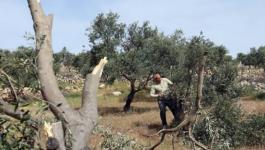 بيت لحم: مستوطنون يقتلعون مئات أشتال الزيتون والكرمة من بلدة الخضر