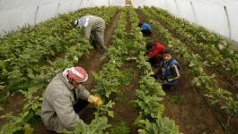 الأونروا تعلن عن البدأ بمشروعين يستهدفان خلق فرص عمل في القطاع الزراعي