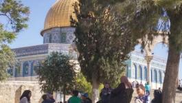 الاحتلال يبعد فتاة فلسطينية عن المسجد الأقصى