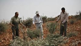 مستوطنون يقتلعون عشرات الأشجار في قرية جنوب نابلس.jpg