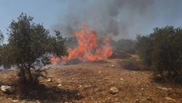 مستوطنون يحرقون أشجار الزيتون جنوب نابلس.jpg