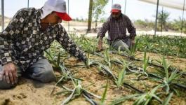 العمصي: الاحتلال يهدف لضرب الإنتاج الزراعي في غزّة