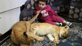 أسود مع عائلة فلسطينية 2