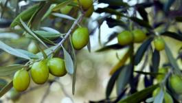 تراجع كميات الزيت والزيتون في غزة لهذا العام