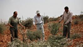 مستوطنون يسرقون ثمار الزيتون من أراضي المزارعين شرق نابلس