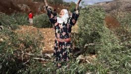 مستوطنون يقطعون أشجار الزيتون من أراضي المواطنين في نابلس