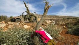 الاحتلال يقتلع أشجار