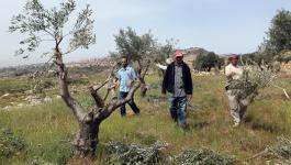 مستوطنون يقتلعون 50 شجرة زيتون في الخليل