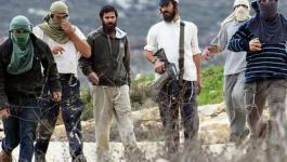 مواطنون يتصدون لمحاولات مستوطنين تجريف أراضيهم غرب بيت لحم