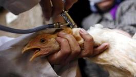 الإمارات تكشف سبب حظرها استيراد الطيور الحية من السعودية