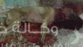 كلب شارع الهرم