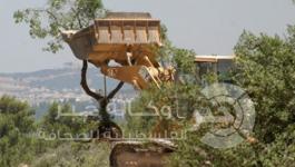 اقتلاع اشجار الزيتون