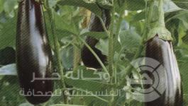 اشجار-باذنجان