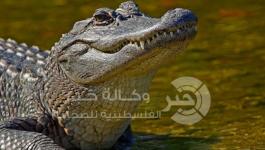 التماسيح