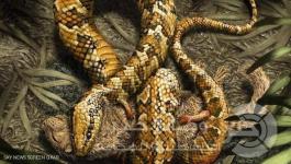 ثعبان بأربعة أطراف