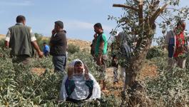 مستوطنون يقتلعون