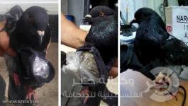 حمامة تهرب المخدرات 