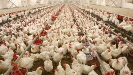 انفلونزا الطيور