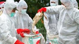 انفلونزا الطيور