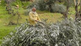 شجر الزيتون 