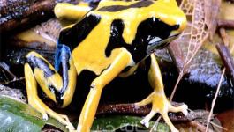 Poison_Dart_Frog