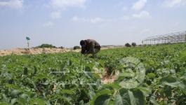 زراعة محررات غزة