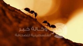 حركة مرور النمل