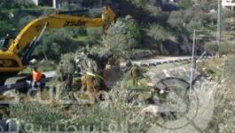 اقتلاع أشجار الزيتون 