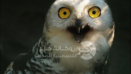 حيوانات تندهش